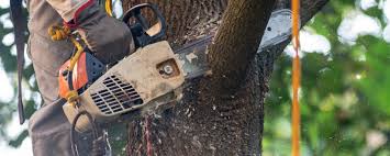 Best Tree Cabling and Bracing  in Fort Campbell North, KY