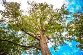 Best Lawn Pest Prevention  in Fort Campbell North, KY
