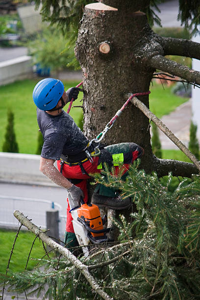 Best Stump Grinding and Removal  in Fort Campbell North, KY