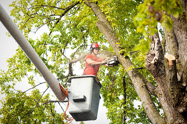 Professional Tree Services in Fort Campbell North, KY